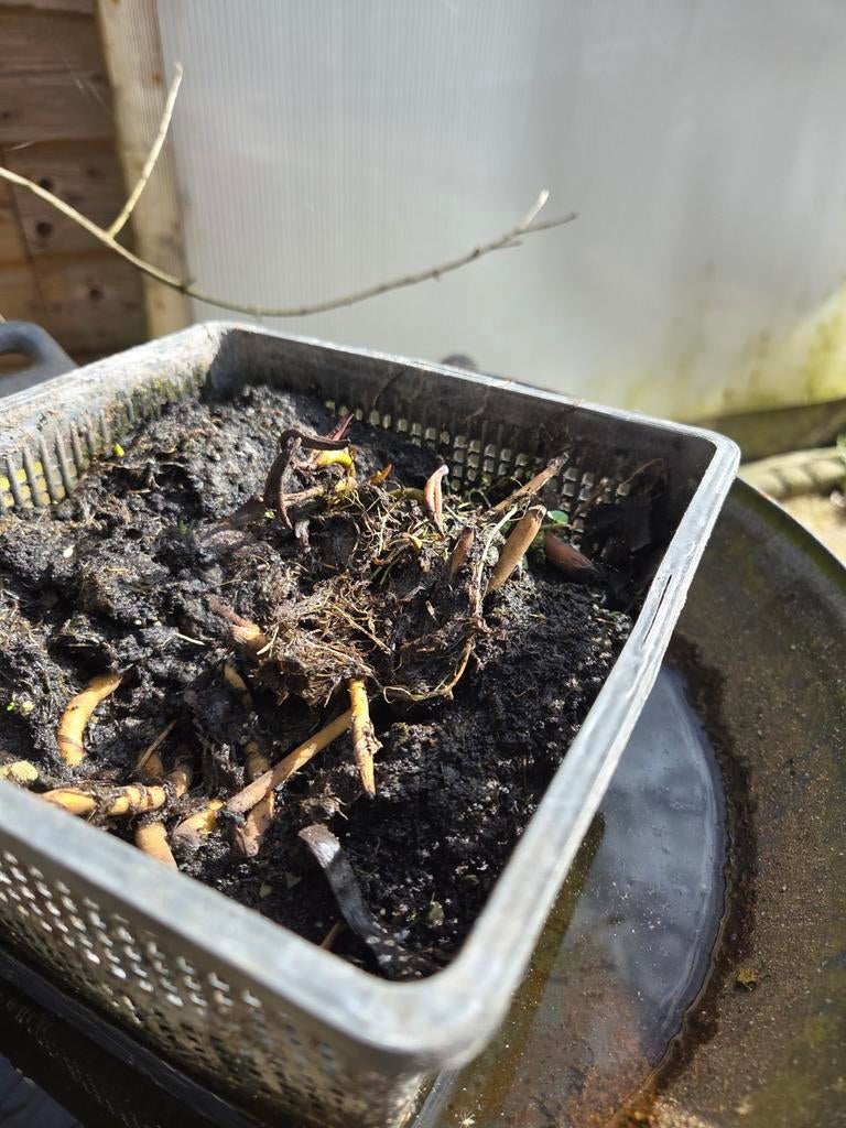 Water lelie, Ophalen, Overige typen