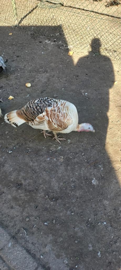 Kalkoen eieren te koop, Geslacht onbekend, Kalkoen