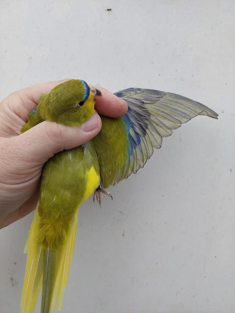 Grijsvleugel man, Mannelijk, Parkiet, Geringd