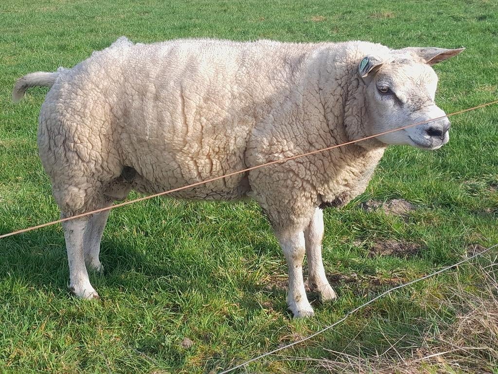 Dekram, texelaar stamboek, Dieren en Toebehoren, Schapen, Geiten en Varkens, Mannelijk, Schaap