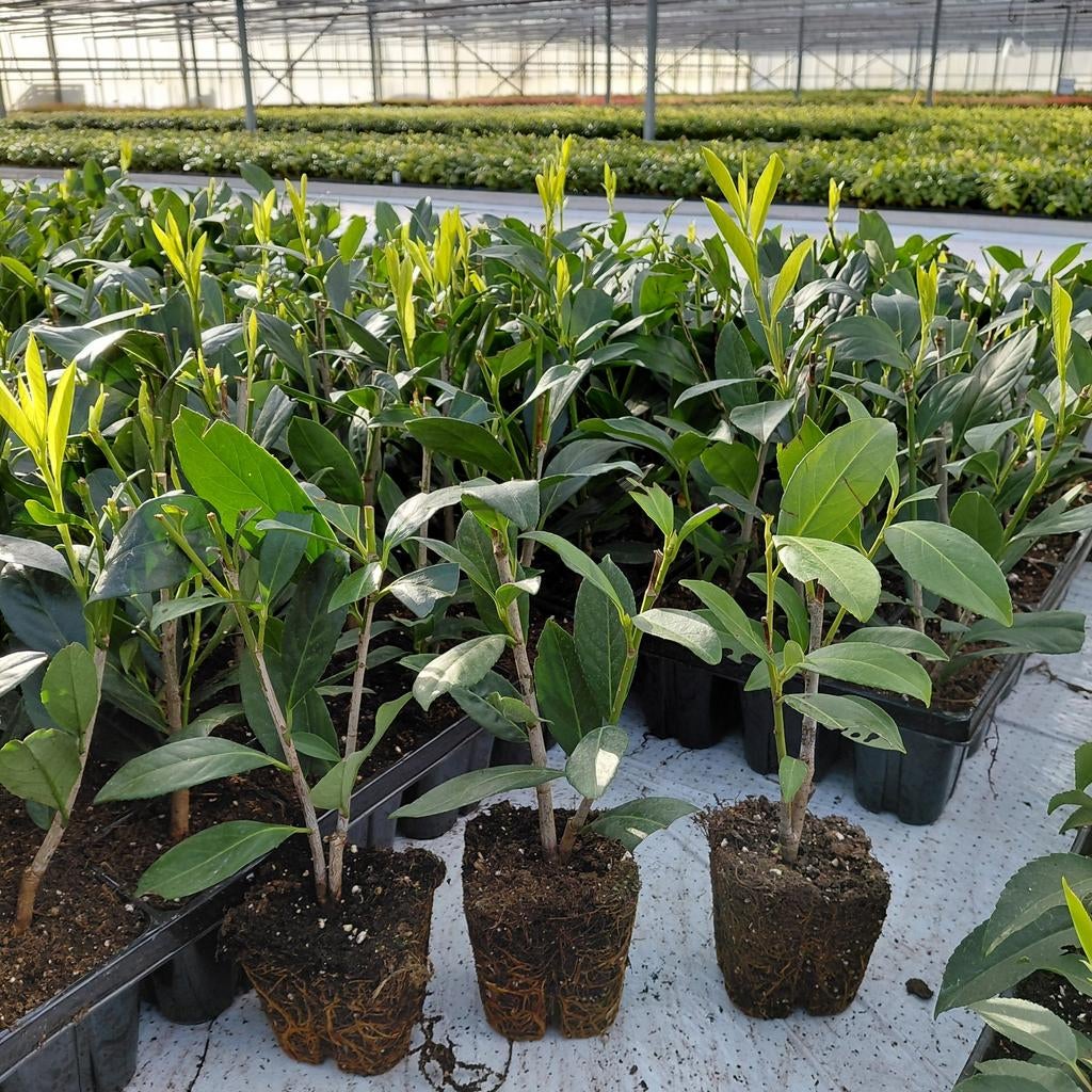 Prunus 'Caucasica' Groenblijvende laurier | Verzending!, Ophalen of Verzenden, Overige soorten, Halfschaduw