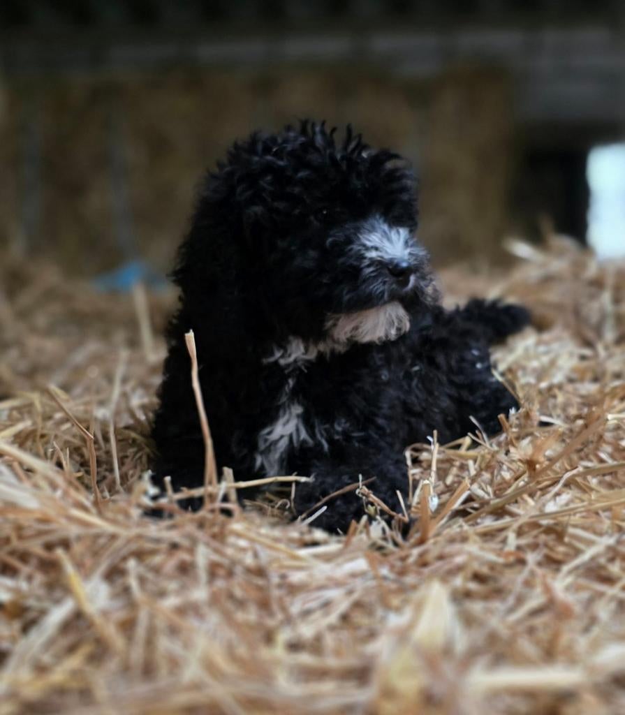 🥰 nog 3 super leuke medium doodle x toypoedel reutjes 🥰, Dieren en Toebehoren, Honden | Retrievers, Spaniëls en Waterhonden