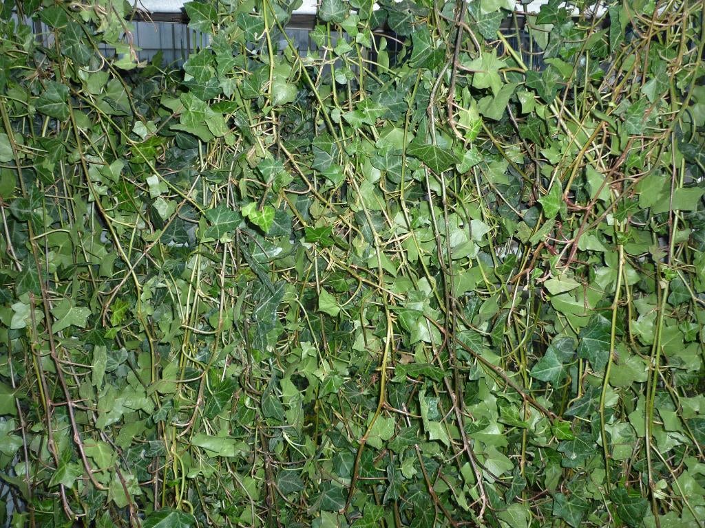 Groene haag schutting hekwerk: Hedera klimop Thuja Laurier, Ophalen, Laurier, 100 tot 250 cm