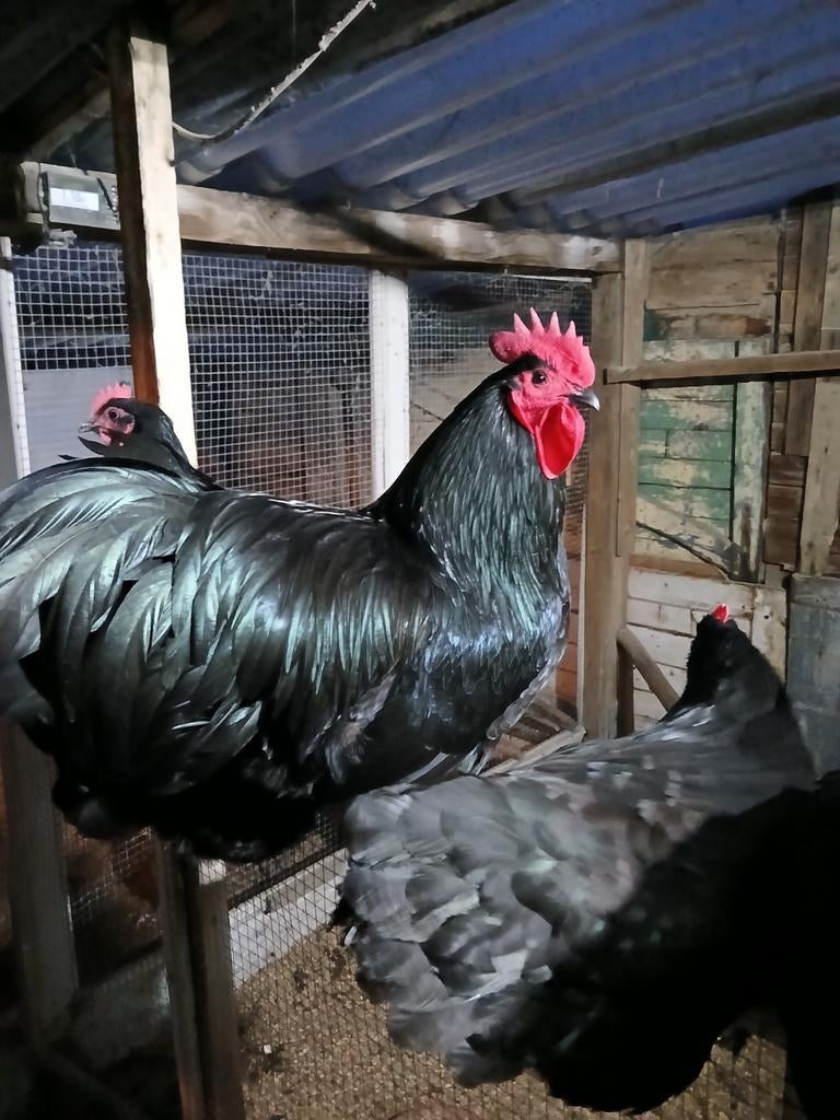 Broedeieren australorp groot kip, Dieren en Toebehoren, Ophalen of Verzenden, Nieuw, Overige typen