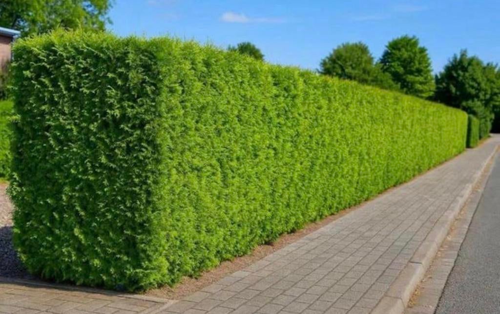 ‼️AKTIE‼️ Coniferen, Ophalen of Verzenden