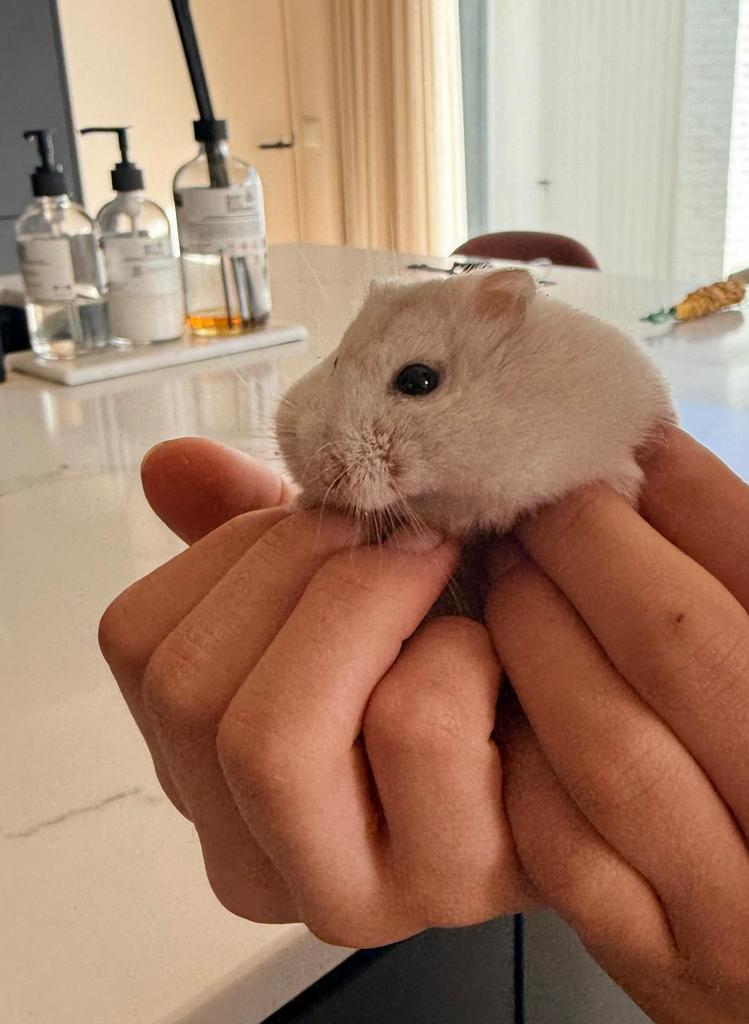 Super lieve dwerghamster met kooi en toebehoren, Dieren en Toebehoren, Hamster, Maart, Vrouwelijk, Tam