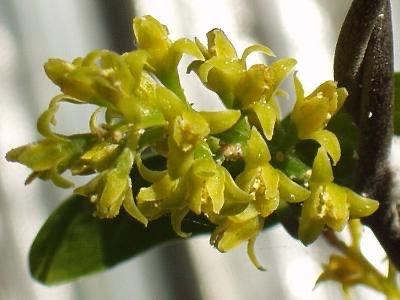 Caudex Dioscorea Sylvatica in de 32cm schaal., Overige soorten, Ophalen of Verzenden, In pot, Minder dan 100 cm