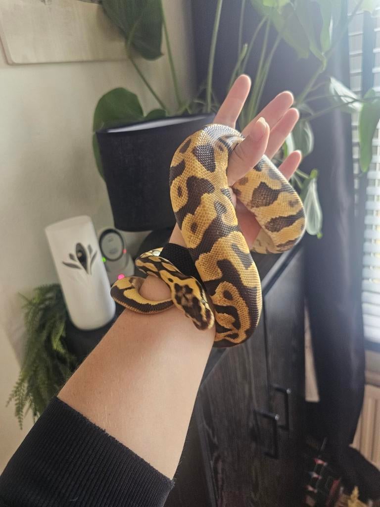 0.1 Python Regius Pastel Enchi Leopard Ball Python - female for sale from Jenny