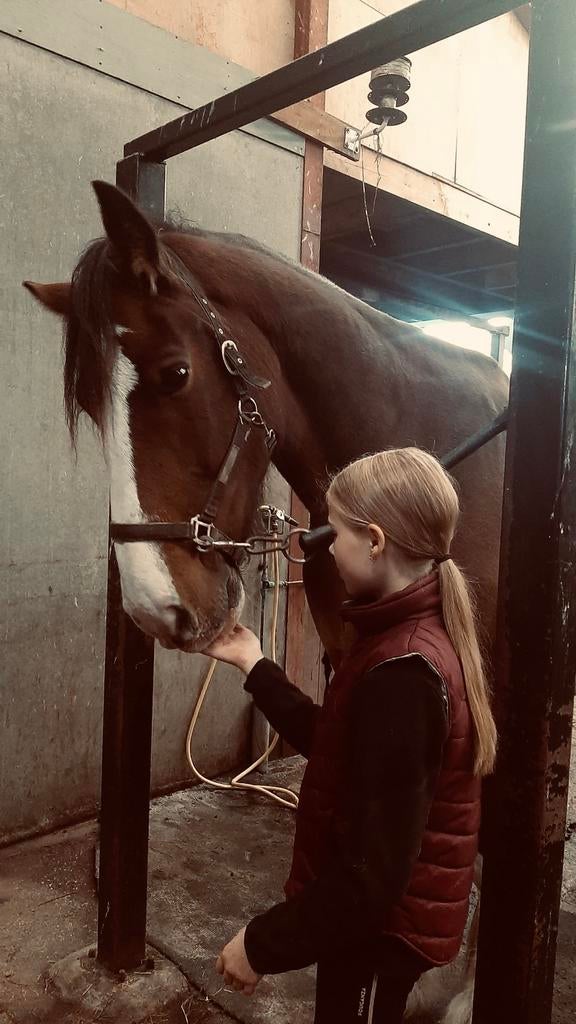 Verzorgpony gezocht - Betrouwbare en enthousiaste verzorger!, Ophalen, Nieuw