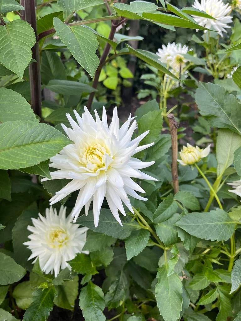 Mooie Witte Dahlia knollen €3 pst - Hilversum, Tuin en Terras, Bloembollen en Zaden, Ophalen of Verzenden, Volle zon, Knol