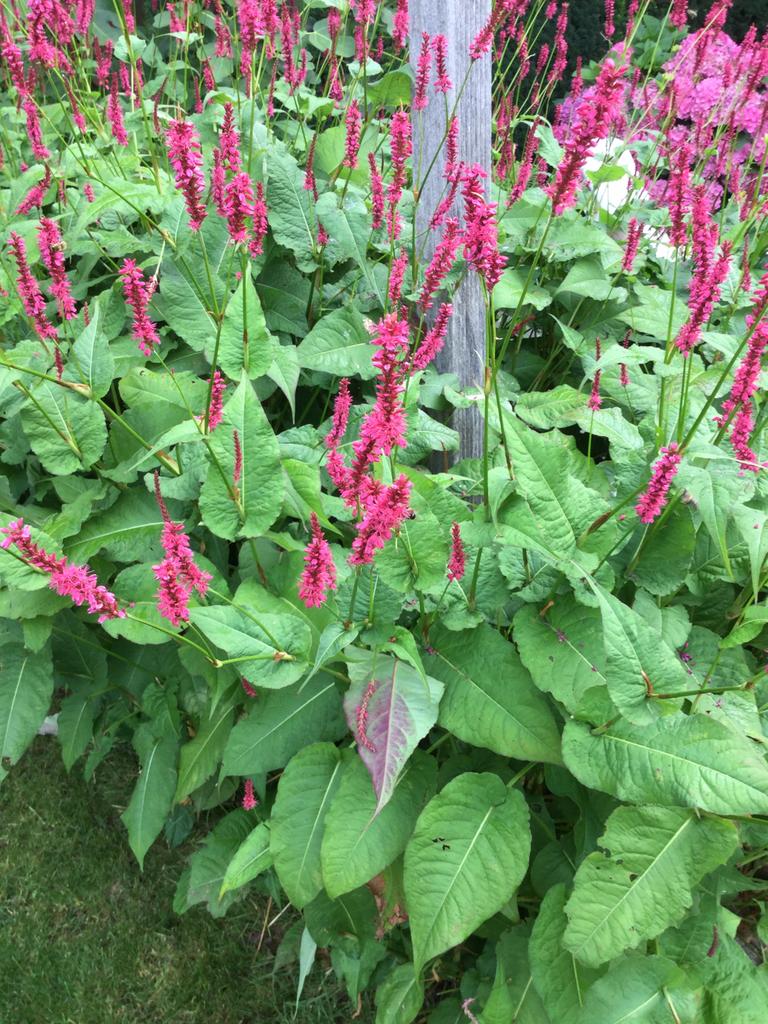 Rode persicaria hoogte 1.50 prijs per potje €1,25, Tuin en Terras, Planten | Tuinplanten, Ophalen of Verzenden