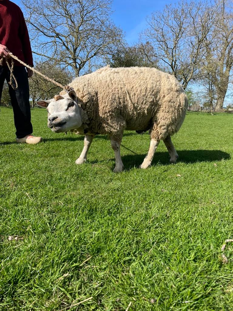Mooie texelaar fokram geeft mooie nakomelingen, Dieren en Toebehoren, Schapen, Geiten en Varkens, Schaap, Mannelijk
