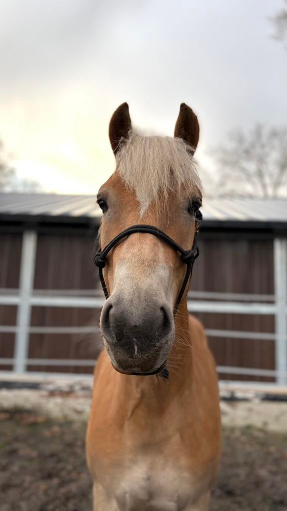 ✨Lieve 4-jarige haflinger ruin met sportpotentie✨, Minder dan 160 cm, Met stamboom, Ruin, 3 tot 6 jaar