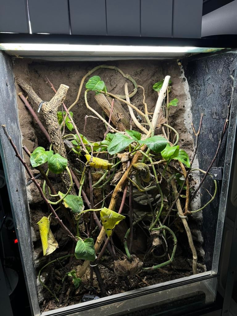 Terrarium 80x50x100, Ophalen, Zo goed als nieuw