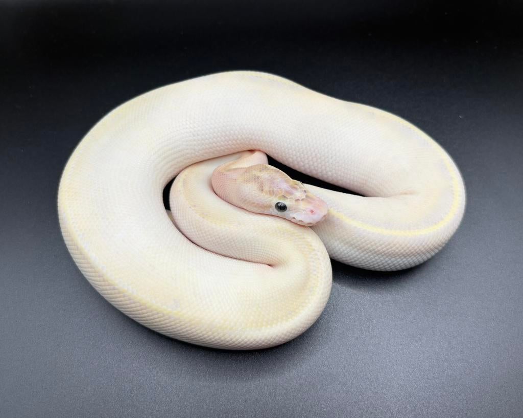 0.1 Ivory het Pied ball python regius te koop Ball Python - male for sale from Kevin