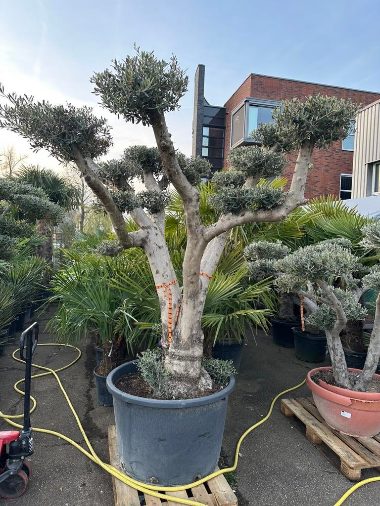 Pon pon Olijfboom, Ophalen