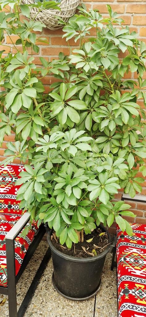 Grote Schefflera plant in pot, Ophalen of Verzenden