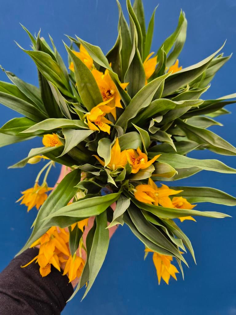 Orchidee Promenaea Sunlight p9 (13), Ophalen of Verzenden, Halfschaduw, Minder dan 100 cm