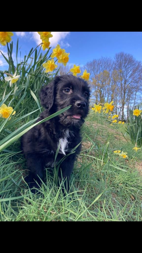 schapendoes x goldenretriever x stabij, 8 tot 15 weken, Parvo, Meerdere, Meerdere dieren