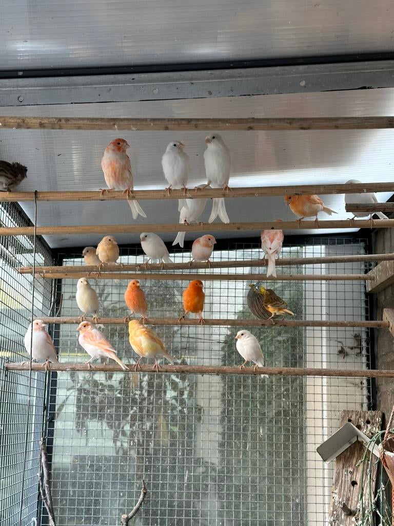 Kanarie, Dieren en Toebehoren, Vogels | Kanaries, Meerdere dieren, Kleurkanarie