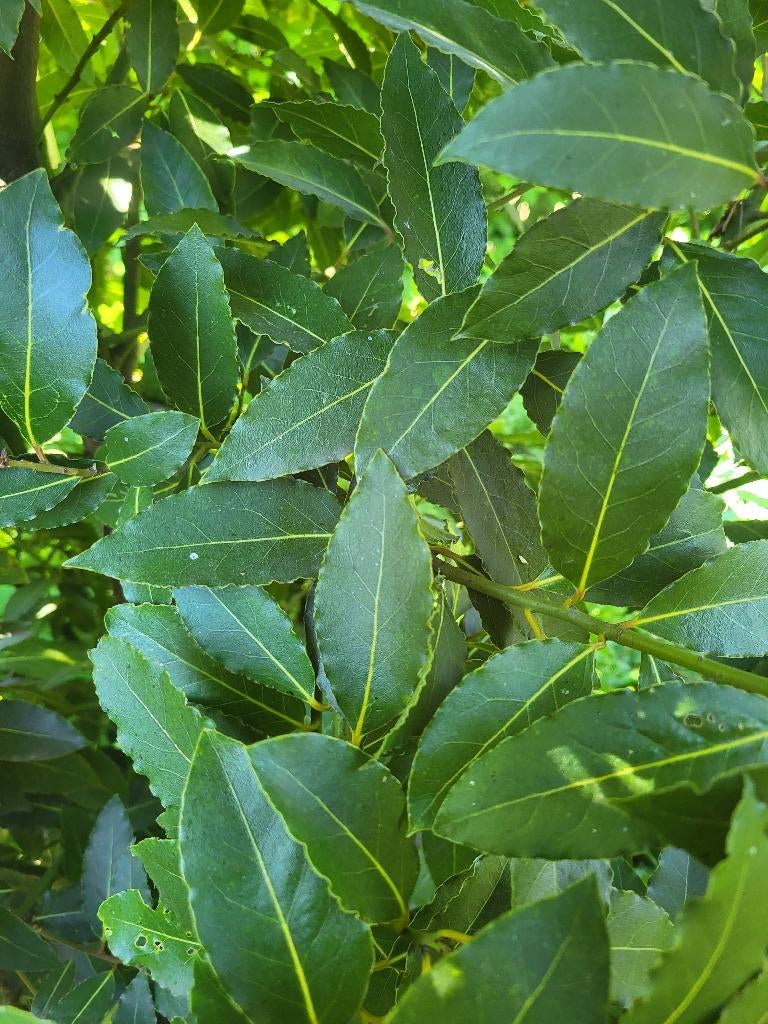 Laurier blaadjes.       Vers.             Biologisch., Ophalen of Verzenden