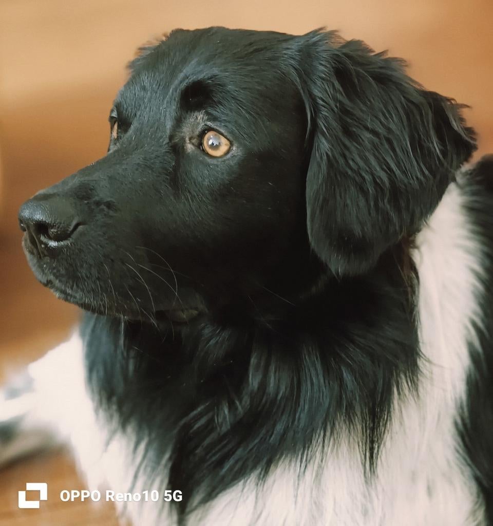 Friese Stabij Dek Reu te Haarlem, Reu, Eén hond, 3 tot 5 jaar, Nederland