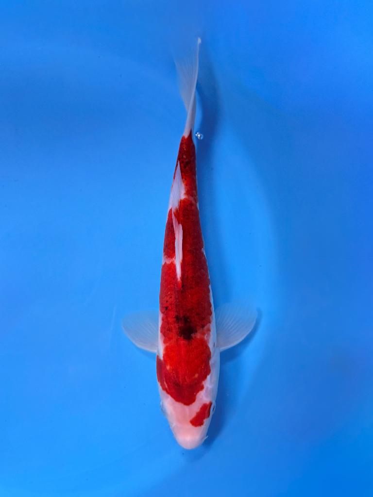 Goromo 25-30cm Nisai Hirasawa (Marusei) Japanse koi, Karper of Koi