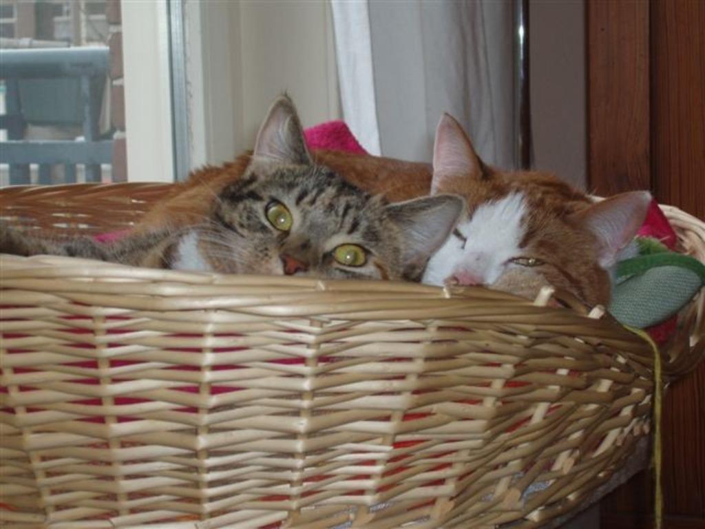 Kattenoppas, Dieren en Toebehoren, Katten en Kittens | Overige Katten, Geslacht onbekend