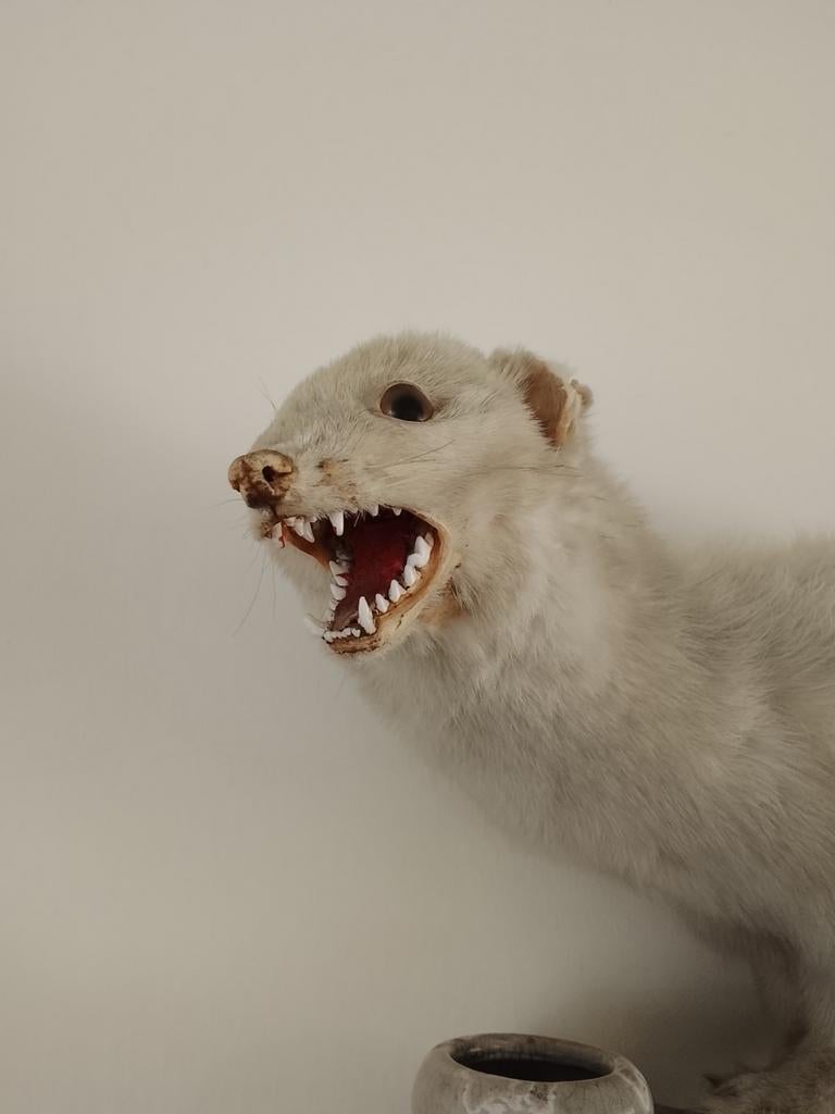 Taxidermie witte opgezette steenmarter, Verzamelen, Dierenverzamelingen, Ophalen of Verzenden, Zo goed als nieuw, Wild dier, Opgezet dier