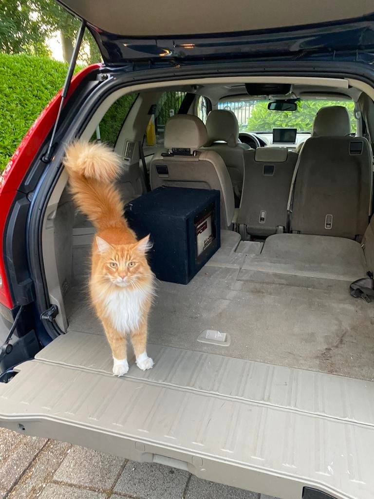 VERMIST: Henk - Noorse Boskat - Rhoon, Kater