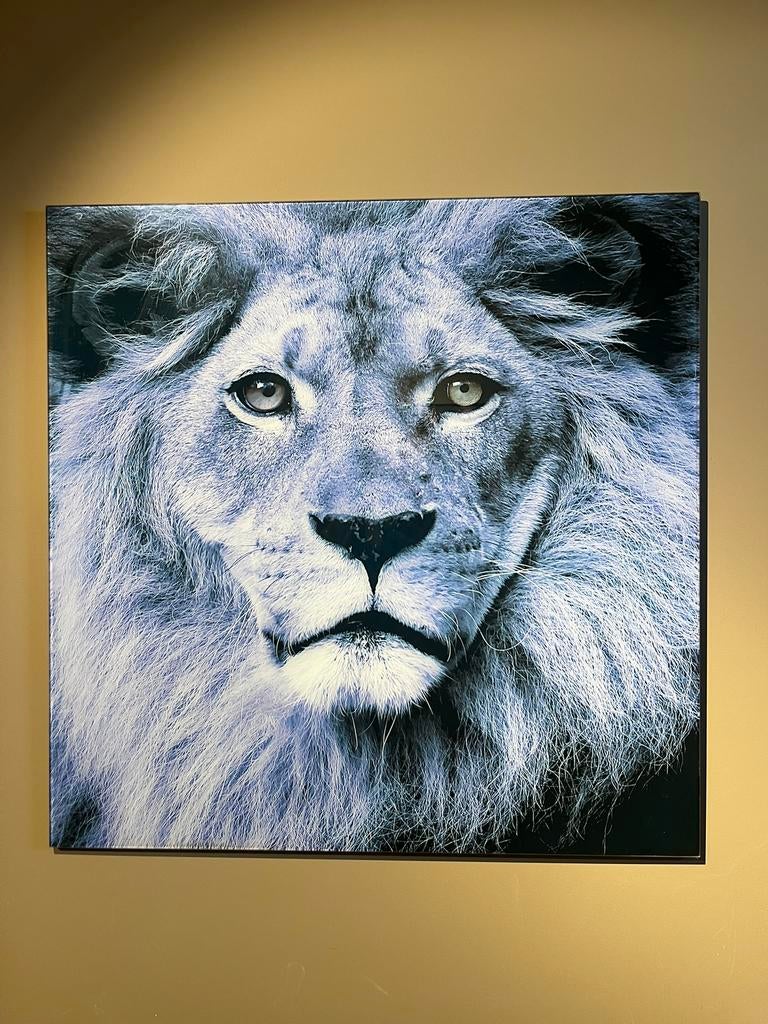 Leeuwen kop schilderij op plexiglas, Ophalen