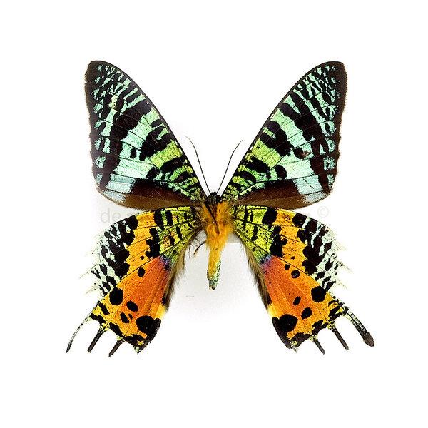 Vlinder, Vlinders of Rupsen