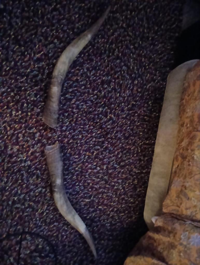 Twee authentieke longhorns nieuw ongebruikt prachtig, Ophalen of Verzenden