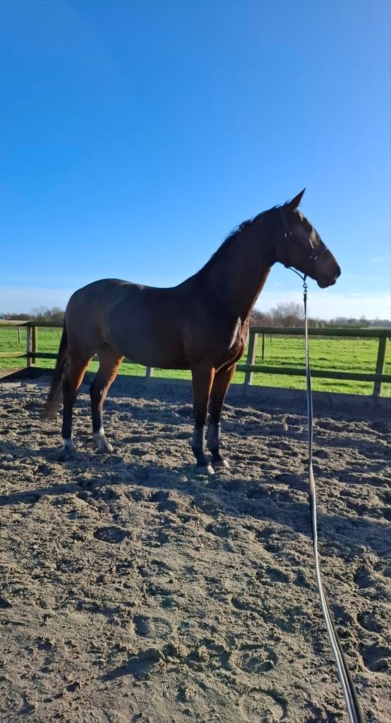 Gezocht verzorger / bijrijder, Dieren en Toebehoren, Paarden en Pony's | Overige Paardenspullen, Ophalen of Verzenden, Overige soorten