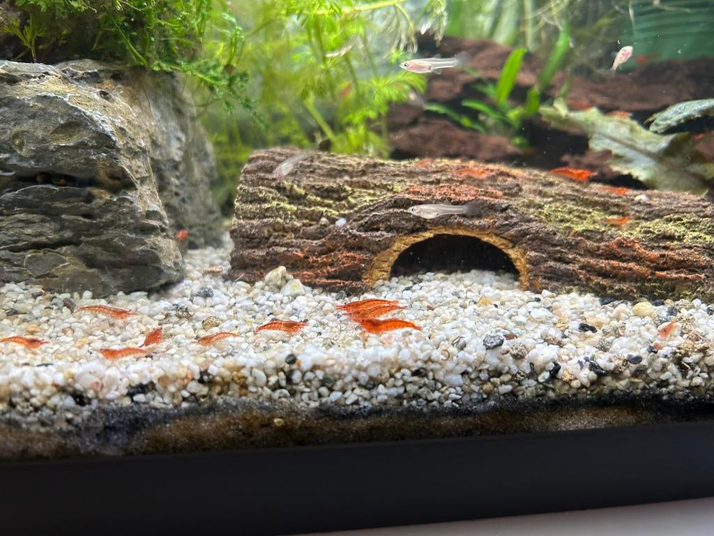 Diverse garnalen, Dieren en Toebehoren, Vissen | Aquariumvissen, Kreeft, Krab of Garnaal