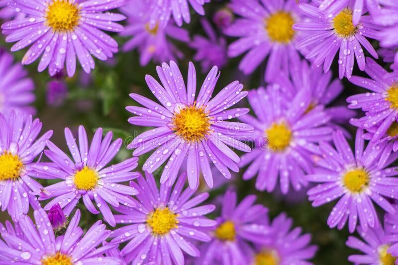 Herfst Aster, Tuin en Terras, Planten | Tuinplanten, Volle zon, Vaste plant, Herfst, Ophalen
