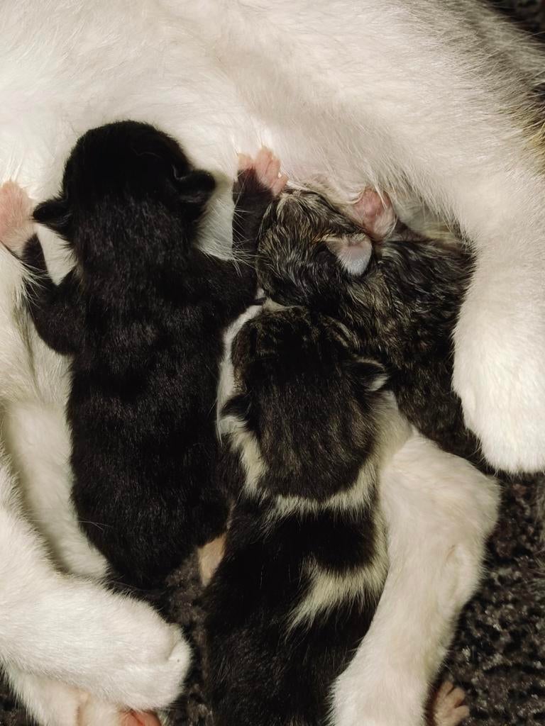 Kittens, Meerdere dieren
