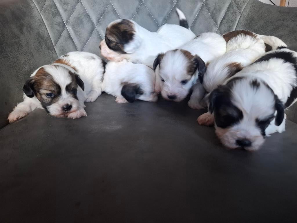 Boomer pups, Overige rassen, 8 tot 15 weken, Parvo, Meerdere