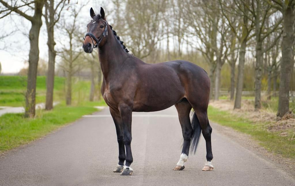 Grote knappe ruin met potentie zoekt zijn perfecte match, Ruin, Dressuurpaard