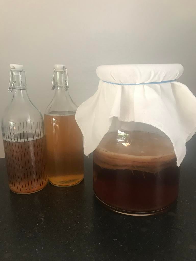 Kombucha: scoby en startvloeistof, Ophalen