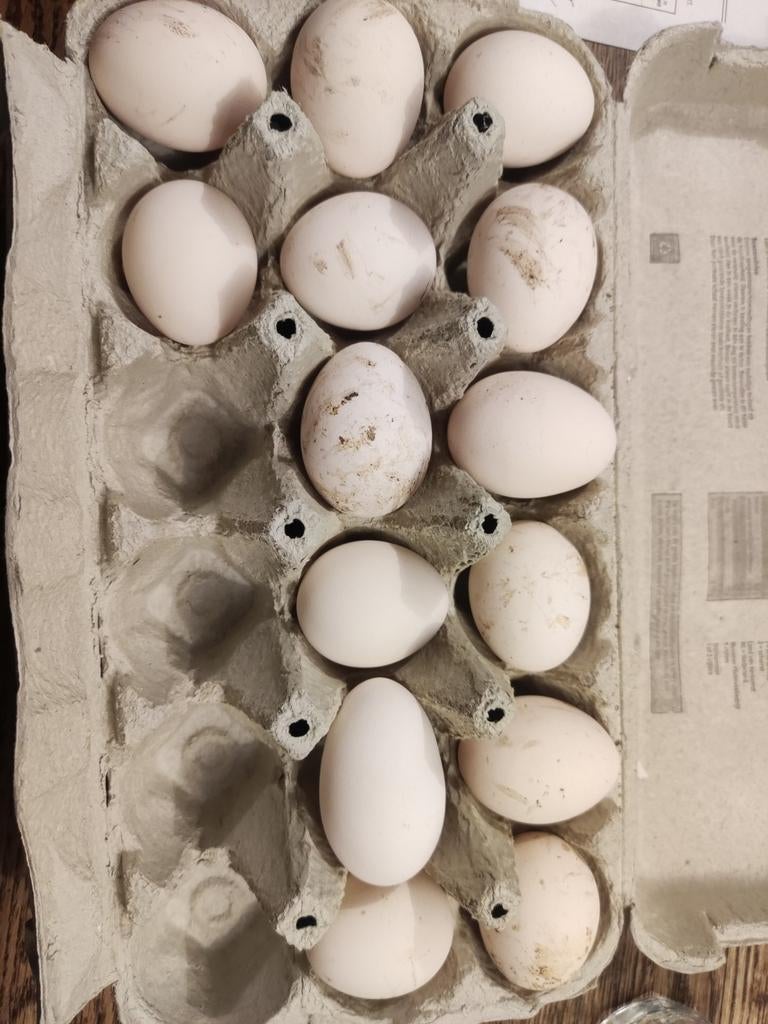 Broedeieren Hollandse Sabelpoot Kriel, citroenporselein, Dieren en Toebehoren, Geslacht onbekend, Kip