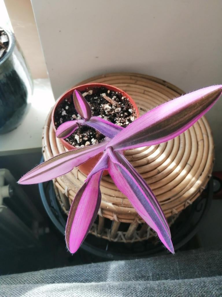 Tradescantia pink stripe, Huis en Inrichting, Kamerplanten, Ophalen of Verzenden, Halfschaduw, Minder dan 100 cm