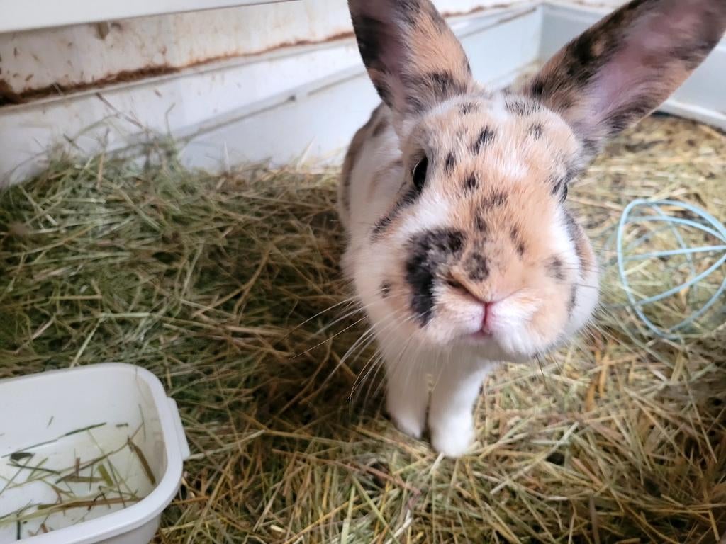 Mannetjes konijnen, Ophalen, Loopwiel of Rad