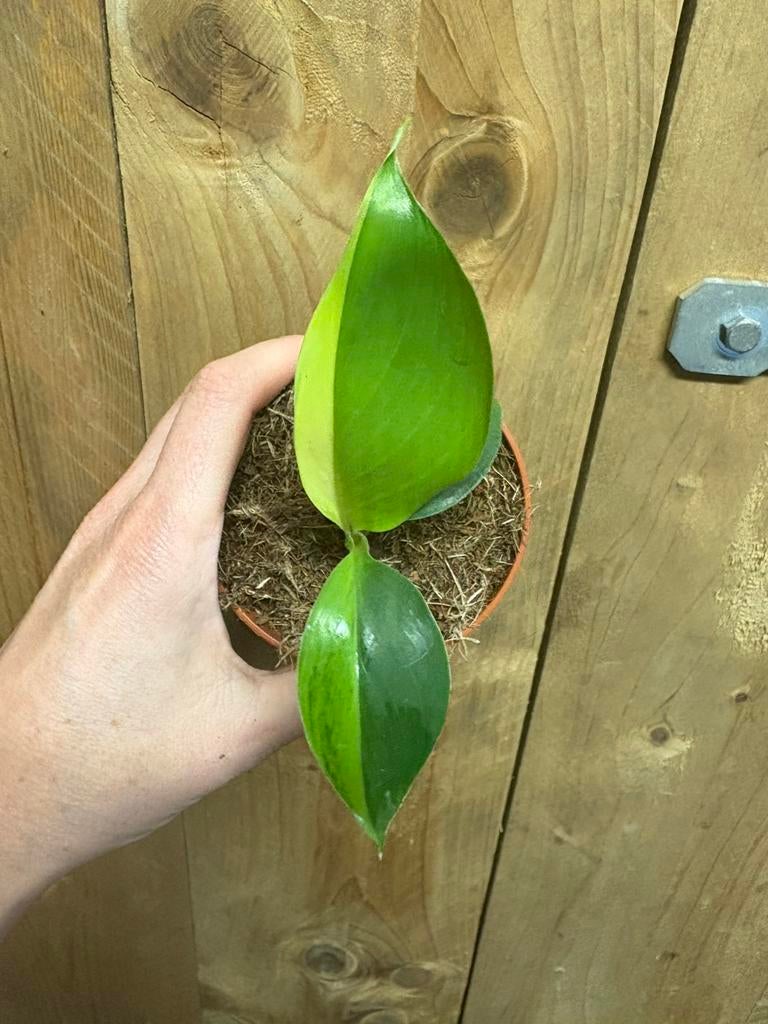 Musa basjoo halfmoon aurea yellow mint plant lemon, Ophalen of Verzenden, Halfschaduw, Minder dan 100 cm