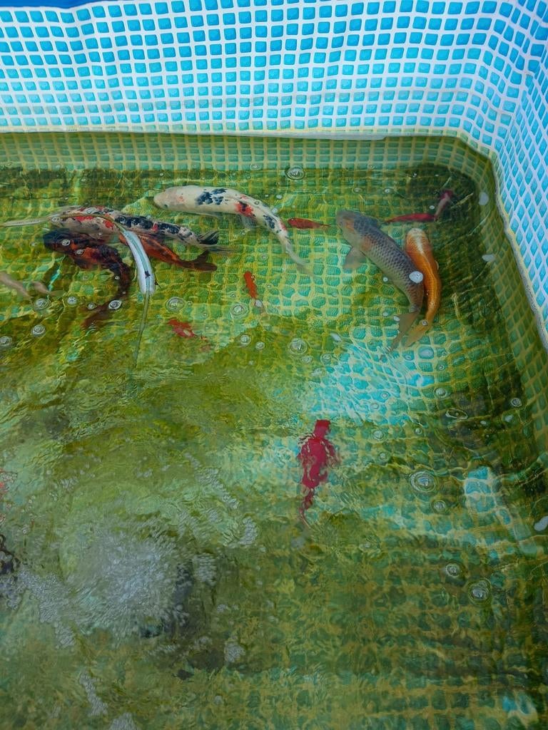 Te koop koi karpers, Karper of Koi