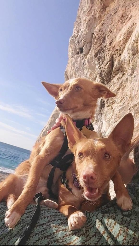 Deze twee bijzondere hondjes zoeken hun gouden mandje!, Dieren en Toebehoren, Honden | Niet-rashonden, Nederland, Rabiës (hondsdolheid)