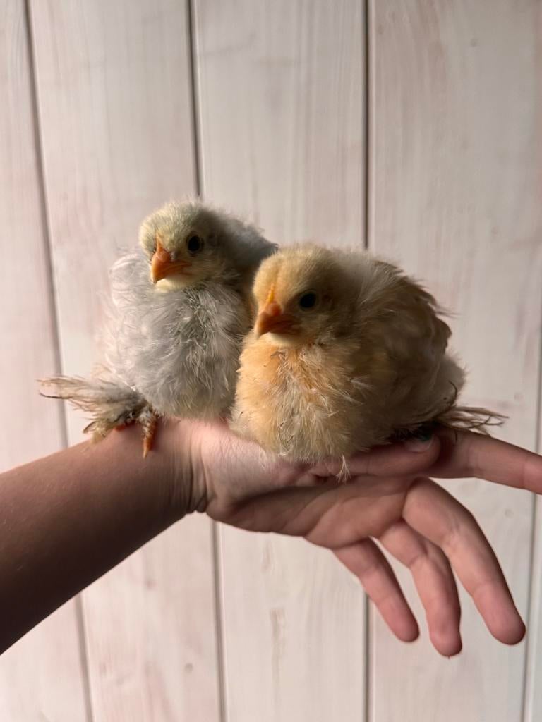 Twee schattige en tamme Cochin kuikens 6-7 weken, Dieren en Toebehoren, Pluimvee, Meerdere dieren, Kip