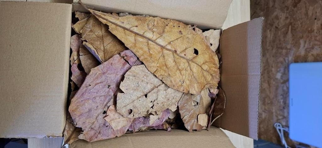 Catappa bladeren doos 200 gram, Ophalen of Verzenden, Nieuw, Plant(en), Steen of Hout