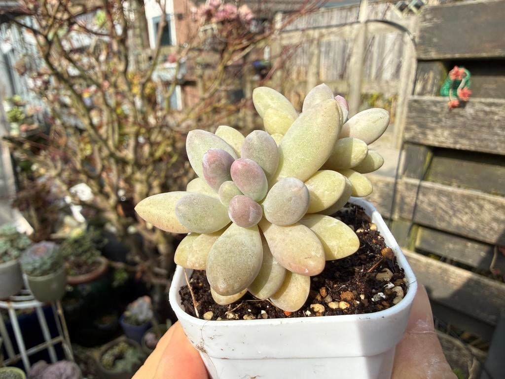 Pachyphytum Pink lover/pot 5cm/vetplant/succulent, Ophalen of Verzenden, Halfschaduw, Minder dan 100 cm