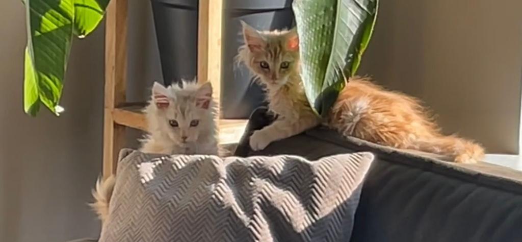Prachtige Maine Coon kittens te koop, Dieren en Toebehoren, Meerdere dieren, Ontwormd, 0 tot 2 jaar